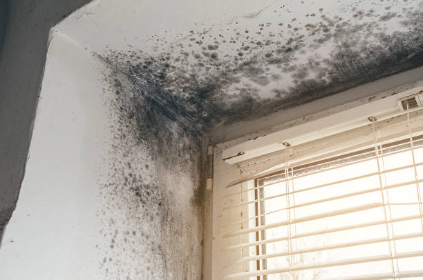 Affordable Mold Cleanup solutions in Jacksonville, TX